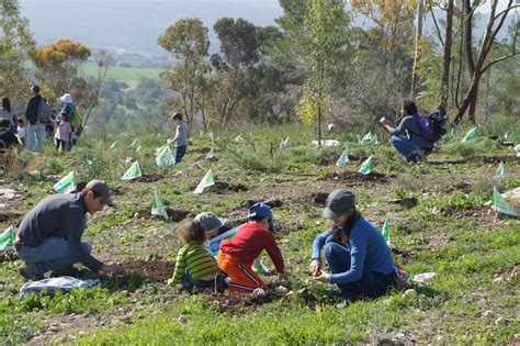 Israel's National Tree Planting Ceremony - Tu'Bshvat - Caari