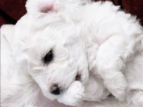 Bichon Frise Puppies For Sale AKC Marketplace