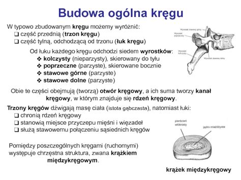 Anatomia Prawid Owa Cz Owieka