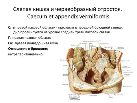 Топография органов пищеварения билеты Раздел 2 3 10 12 14