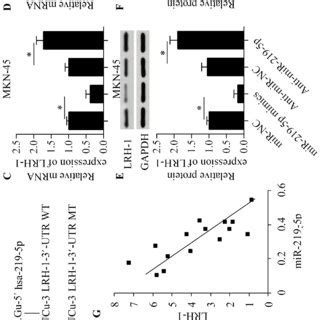 MiR 219 5p Directly Targets The 3 UTR Of LRH 1 A Schematic