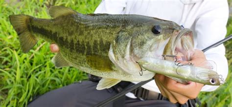 Le black bass et comment le pêcher Apprendre à pêcher