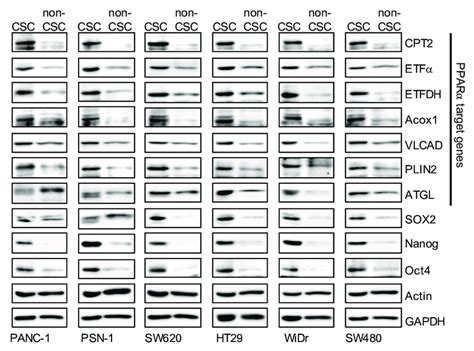 The expression levels of peroxisome proliferator activated receptor α