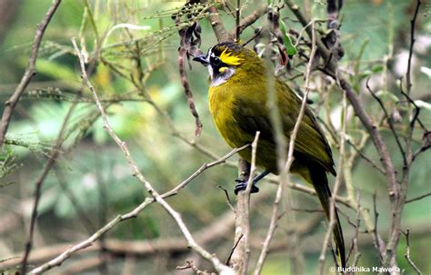 Lanka Nature Summary Yellow Eared Bulbul Pycnonotus Penicillatus