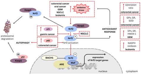 Cannabinoids As Modulators Of Nrf2 Pathway Encyclopedia Mdpi