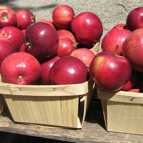 Яблоня «Вильямс Прайд» — описание, фото и характеристики сорта