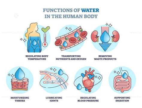 Functions of water in human body and drinking benefits outline diagram ...