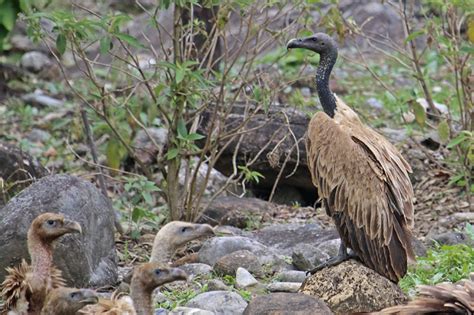 Slender Billed Vulture Gyps Tenuirostris Observation Org