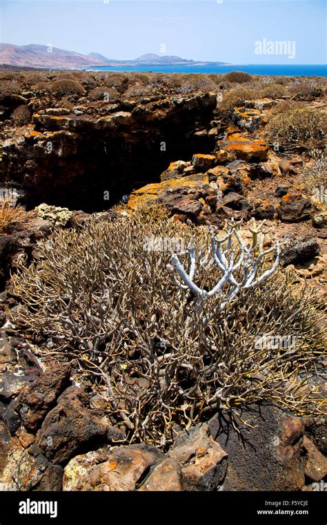 Bush Timanfaya In Los Volcanes Volcanic Rock Stone Sky Hill And Summer