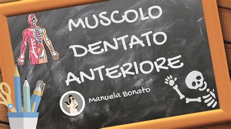 MUSCOLO DENTATO ANTERIORE Cosa Fa E Come Si Allunga YouTube