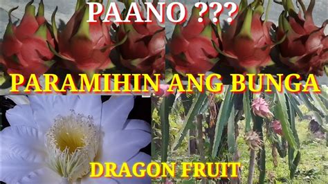 Tips Paano Paramihin Ang Bunga Ng Dragon Fruit Caramiltv Youtube