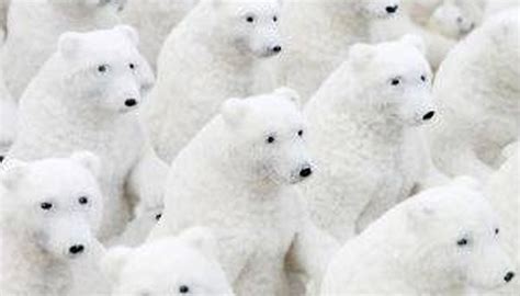 How Do Polar Bears Camouflage? | Sciencing