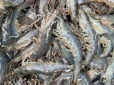 Key Rules To Improve Feed Conversion Ratio Fcr In Shrimp Culture