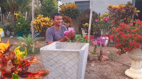 Como Cultivar Primavera Bougainville Em Vaso Bougainvillea Jardim