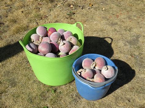 Susan's In the Garden: It's apple harvest time!