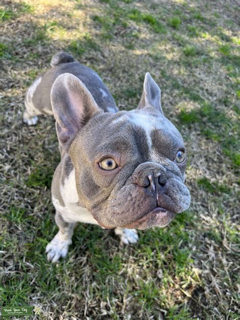 Male Lilac Merle French Bulldog Stud Dog In Los Angeles The United