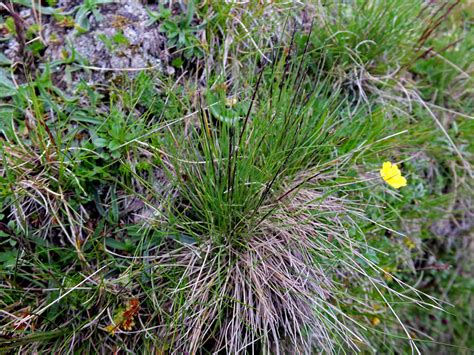 Nardus Stricta Poaceae Image 88489 At PhytoImages Siu Edu