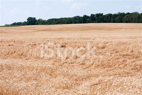 Storm Damaged Wheat Field Stock Photo Royalty Free FreeImages