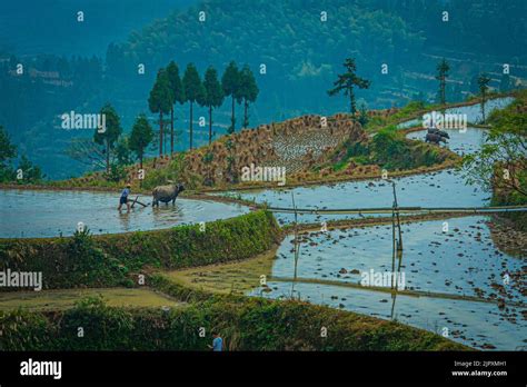 Chinese Field Worker In Terraced Rice Paddy Fields In China Stock Photo