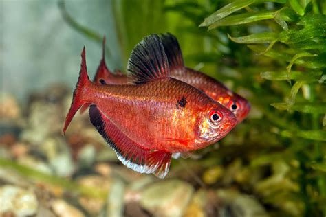 Tetra in aquarium | Ornamental fish | Blog | Garnelio EN