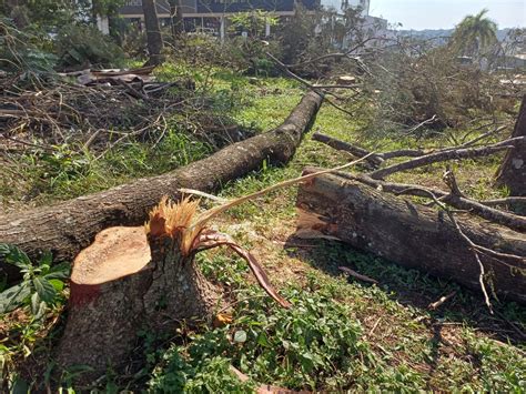 Nueva tala indiscriminada de árboles nativos frente a Agrofertil