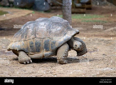 Giant Turtles Dipsochelys Gigantea In Tropical Island Mauritius