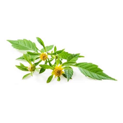 Череда поникшая (Bidens cernua L.) - лекарственное растение. Описание ...