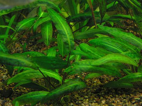 Cryptocoryne Affinis N E Br Plants Of The World Online Kew Science