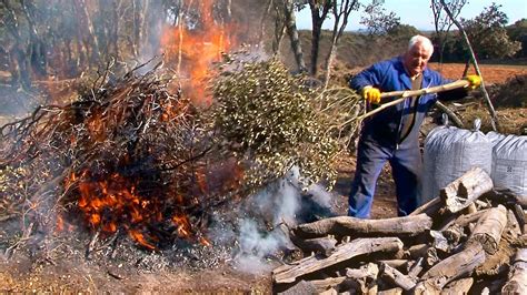 Los Cisqueros Arte Ancestral De Transformar La Madera De Encina En