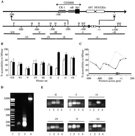 Accessibility Of Regions Of The GM CSF Gene To MNase Digestion A