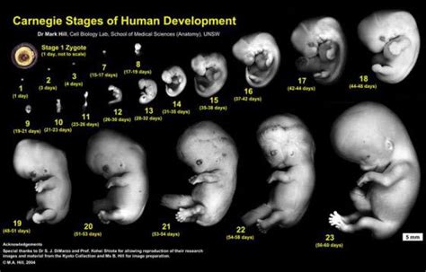 Human Evolution From A Single Cell Science And Earth Pinterest