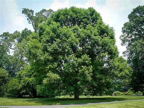 white oak  sale   tree center