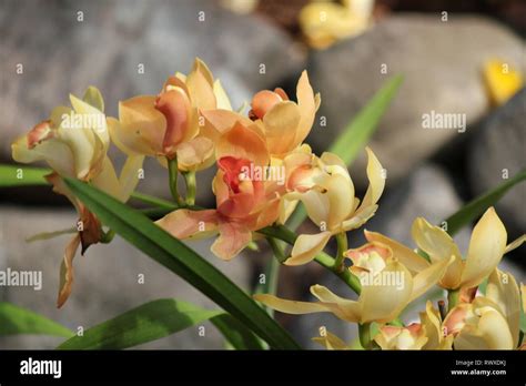 Stunning Yellow Cymbidium Orchid Boat Flower Stock Photo Alamy