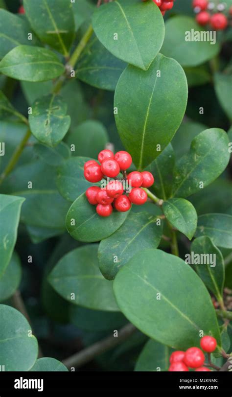 Skimmia japonica shrub red berries hi-res stock photography and images ...