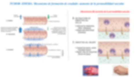 Solution Inflamaci N Aguda Y Cr Nica Fisiopatolog A Medicina