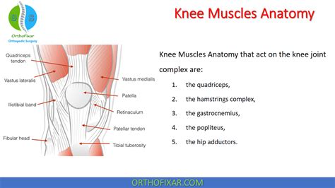 Knee Muscles Anatomy OrthoFixar 2025