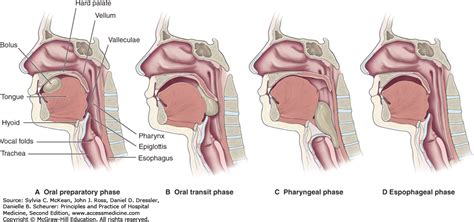 4 Swallowing Phases Speech Language Pathologists Speech And Language