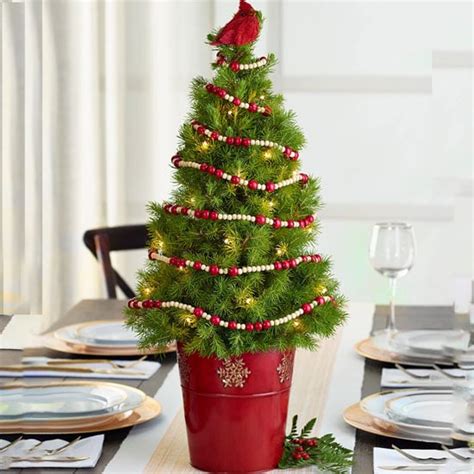 Best Live Tabletop Christmas Trees 2022 Popsugar Home