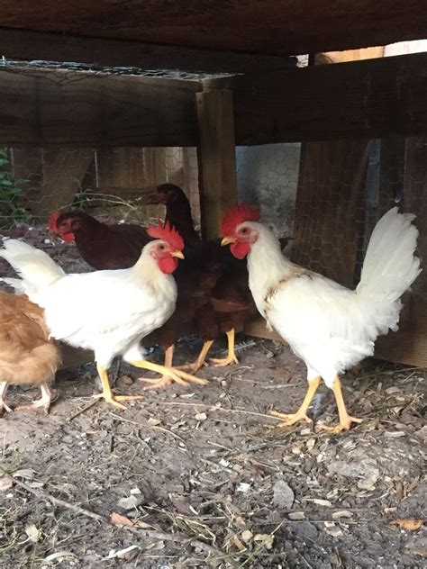 Female And Male Leghorns Page 4 Backyard Chickens Learn How To Raise Chickens