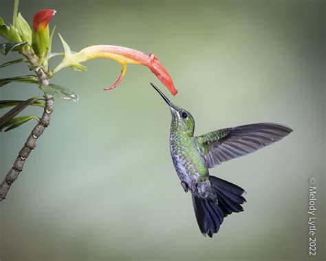 Green Crowned Brilliant Heliodoxa Jacula Costa Rica 2022 Flickr