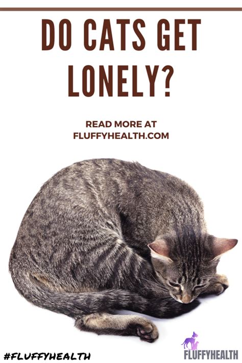 Do Cats Get Lonely How To Help Your Cat With Feline Loneliness