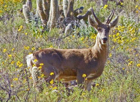 006 Fauna de la región de Choquequirao Tarucas también llamadas