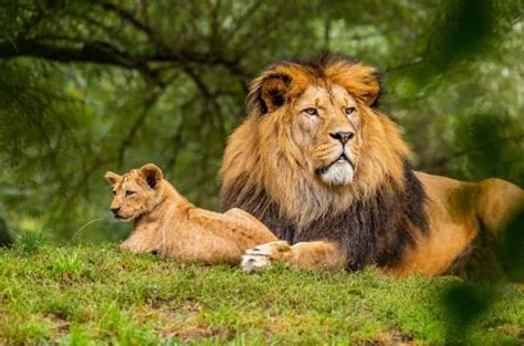 12 Ways To Help Conserve Wildlife The European Business Review