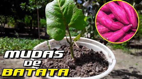 Como Fazer Mudas De Batata Doce Pela Rama Como Plantar Batata Youtube