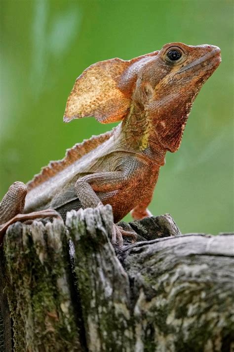 Animals, Reptiles and Amphibians