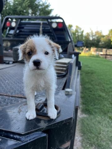 Jack Russell Puppies Nex Tech Classifieds