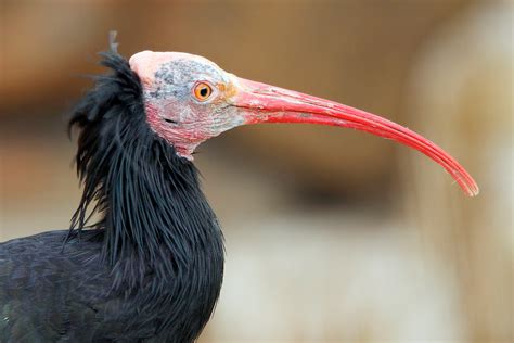 Лесной ибис (лат. Geronticus eremita)