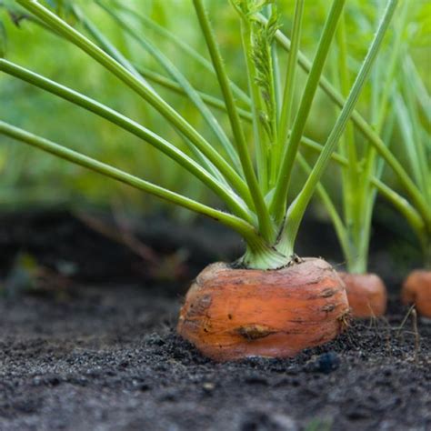 Síntesis de 23 artículos como cultivar zanahorias actualizado