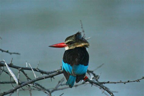 Birdwatching In South Africa The Best Camps And Lodges Expert Advice