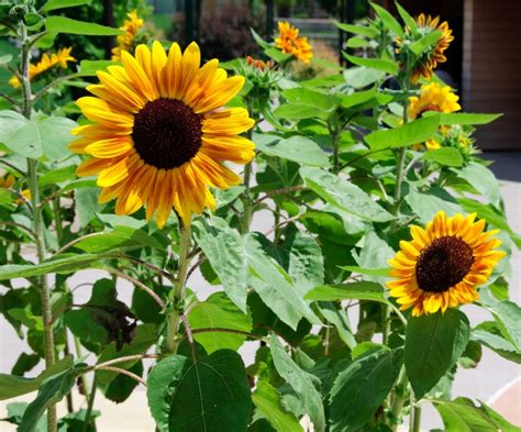 Helianthus Annuus Orange Mahogany Bicolor Sunflower Garden Center